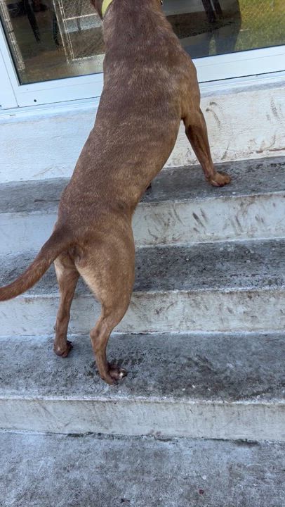 Enlarge Xavier, a Adoptable mixed breed in North Miami, FL video 3/5