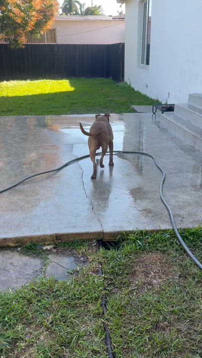 Enlarge Xavier, a Adoptable mixed breed in North Miami, FL video 4/5