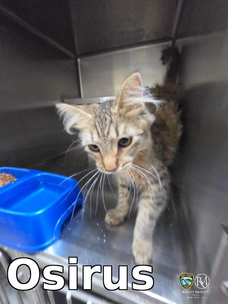 Osirus, Adoptable, Young Female Domestic Short Hair.