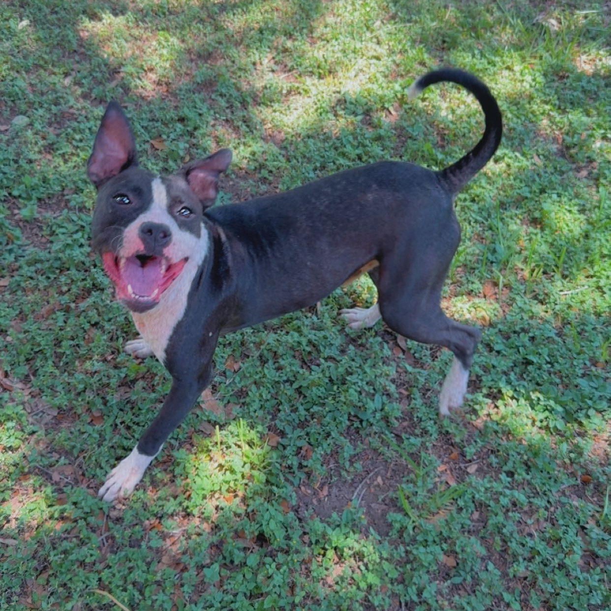 Jonas, an adoptable Boxer in Eau Claire, WI, 54703 | Photo Image 2