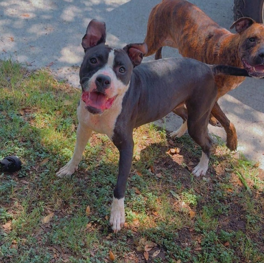 Jonas, an adoptable Boxer in Eau Claire, WI, 54703 | Photo Image 3