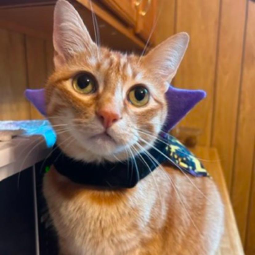 Enlarge Moss, a Adoptable Domestic Short Hair in Washington Township, OH image 1/2