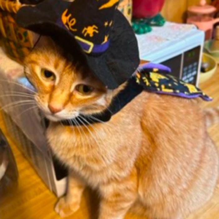 Enlarge Moss, a Adoptable Domestic Short Hair in Washington Township, OH image 2/2