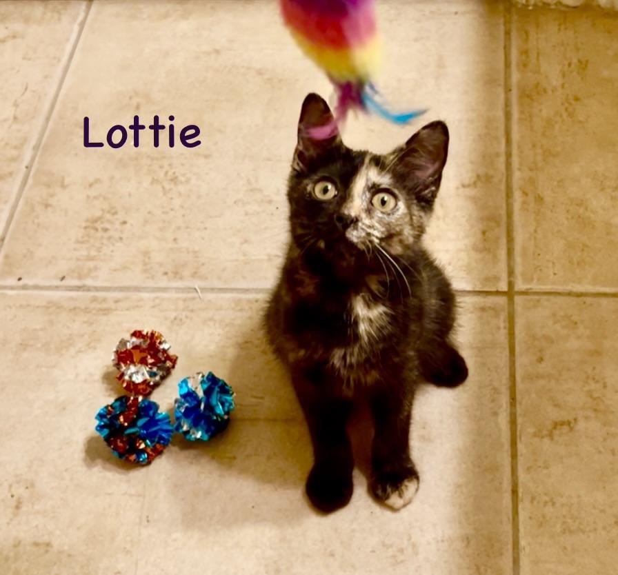 Courtesy Post - Lottie, adopted, Young Female Domestic Short Hair & Tortoiseshell.