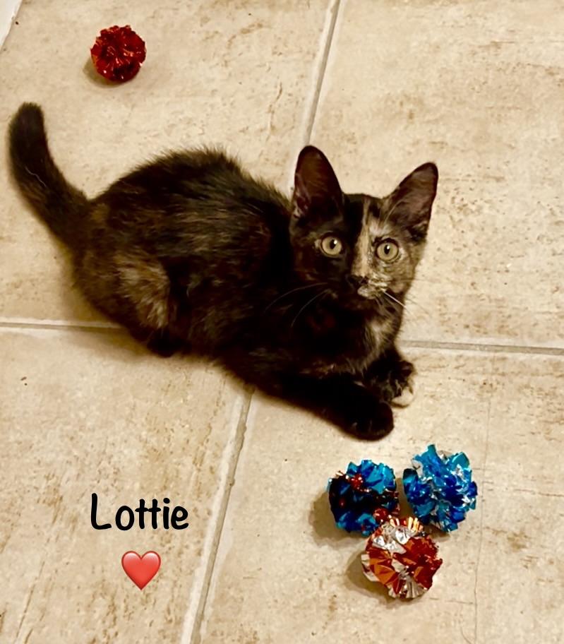 Enlarge Courtesy Post - Lottie, an adopted mixed breed in Fort Worth, TX image 2/2