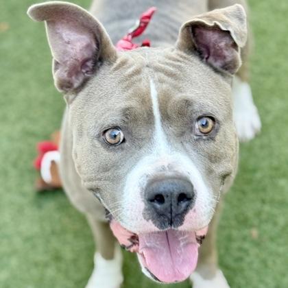 Magpie, a Adoptable mixed breed in Largo, FL image 1/3