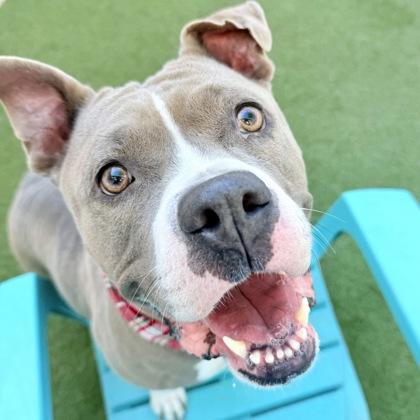 Magpie, a Adoptable mixed breed in Largo, FL image 2/3