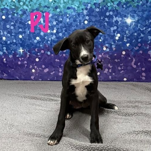 PJ, a Adoptable mixed breed in Albany, NY image 5/6