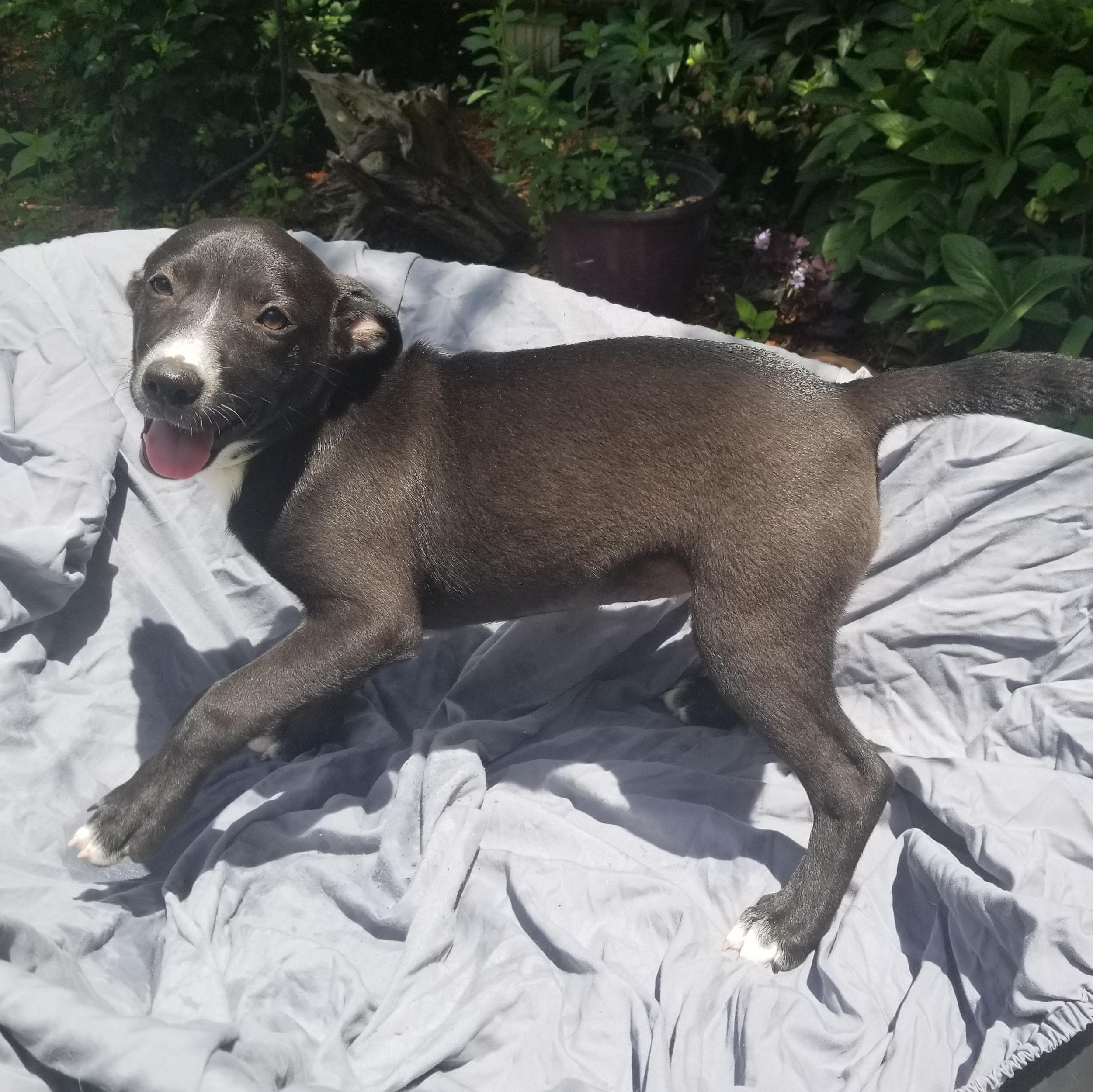 PJ, a Adoptable mixed breed in Albany, NY image 6/6