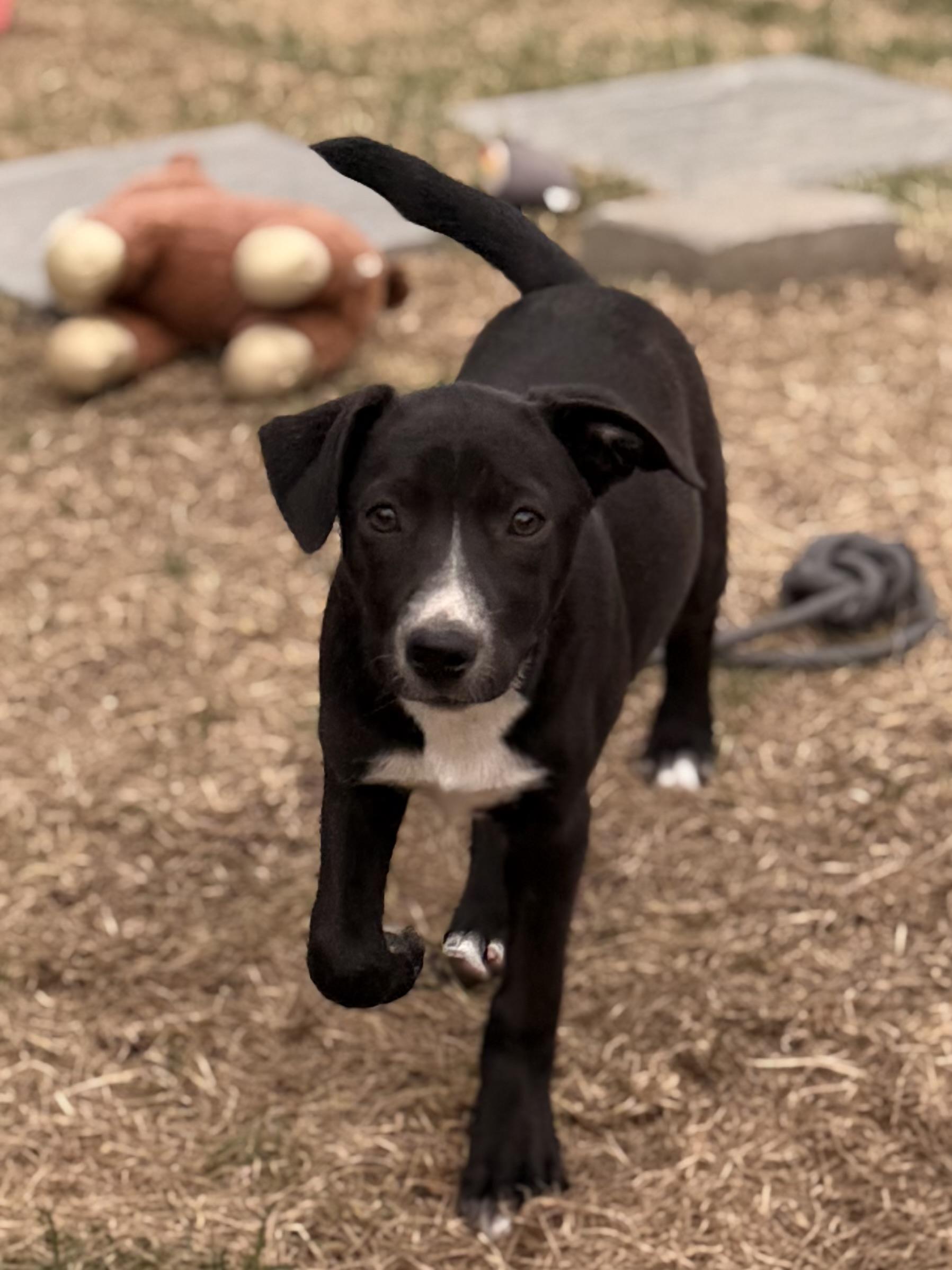 PJ, a Adoptable mixed breed in Albany, NY image 3/6