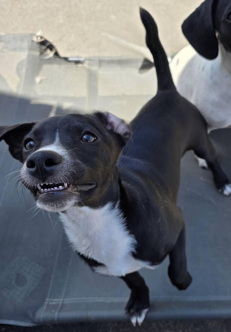 PJ, a Adoptable mixed breed in Albany, NY image 4/6