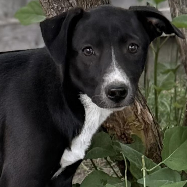 PJ, a Adoptable mixed breed in Albany, NY image 1/6