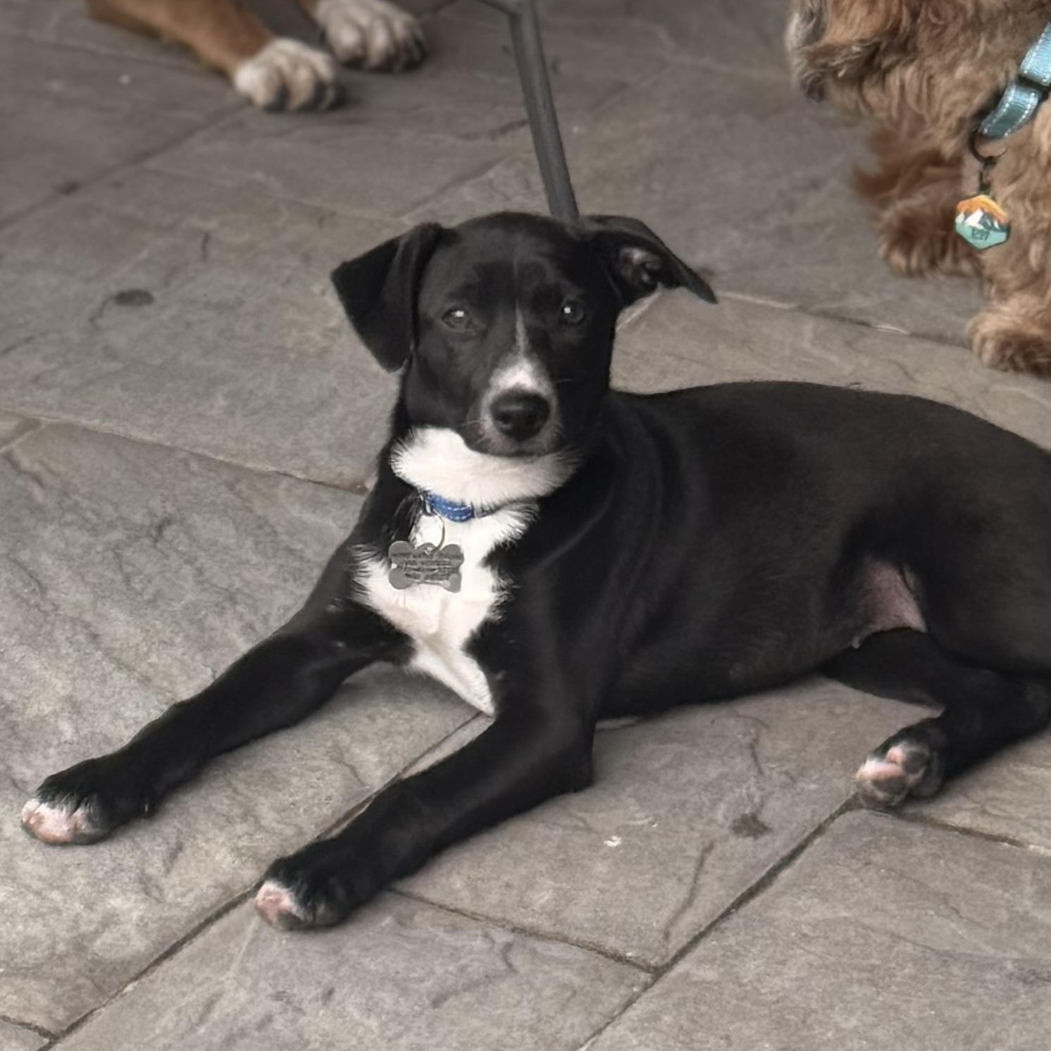 PJ, a Adoptable mixed breed in Albany, NY image 2/6