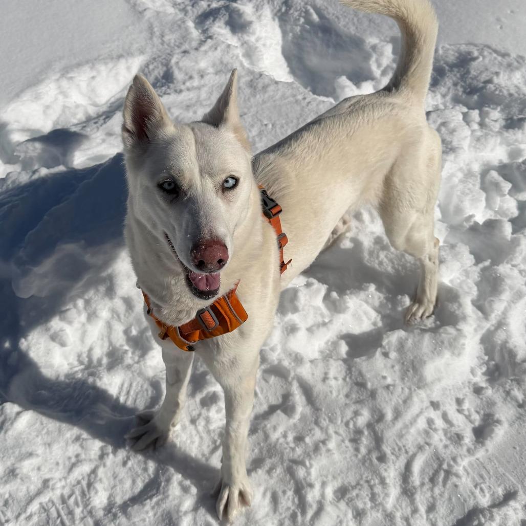 Enlarge Gladys, a Adoptable Mixed Breed in Enfield, NH image 1/6