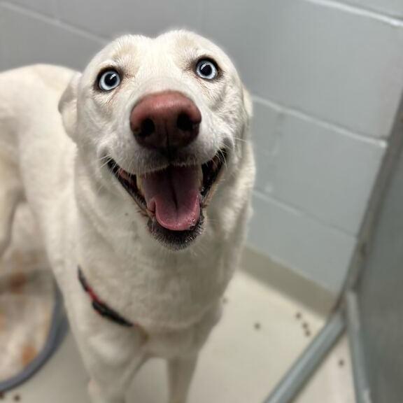 Gladys, Adoptable, Adult Female Husky.