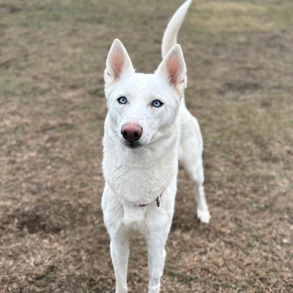Enlarge Gladys, a Adoptable Mixed Breed in Enfield, NH image 3/6