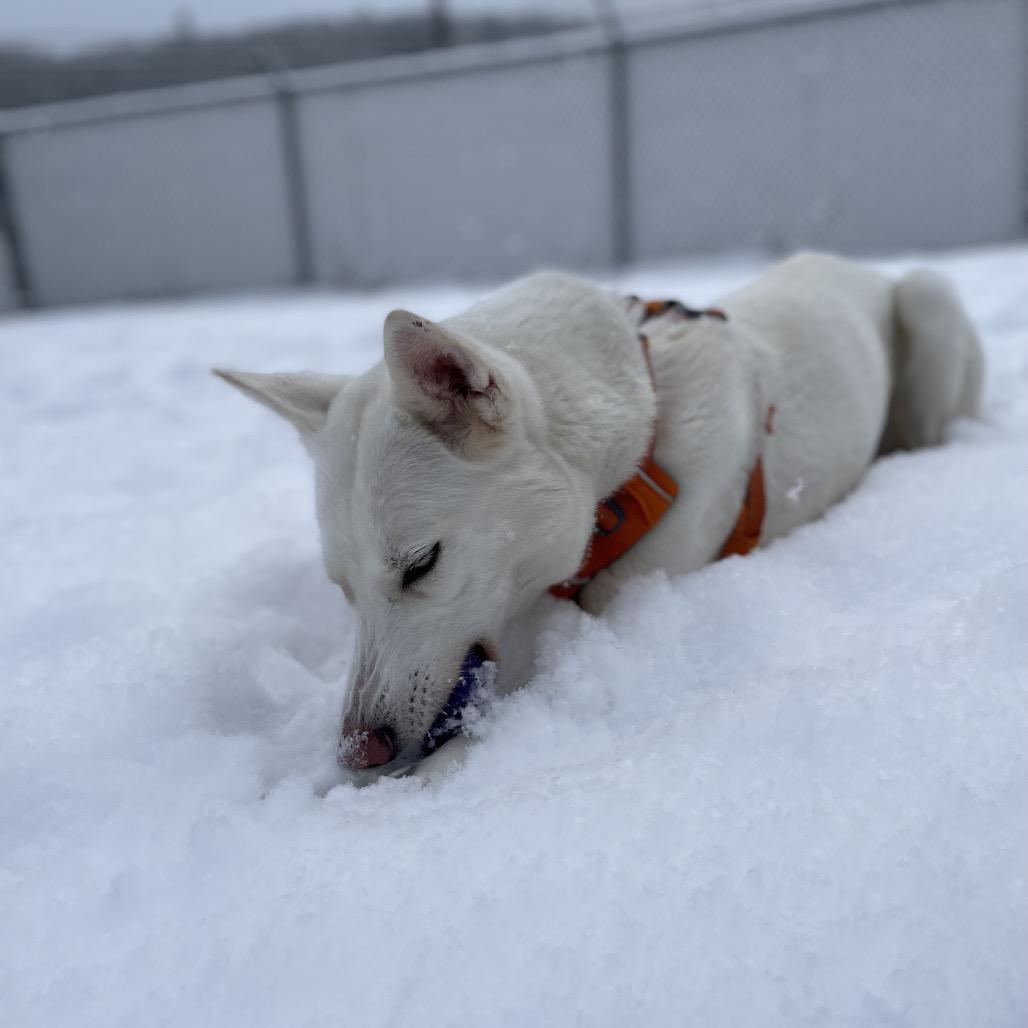Enlarge Gladys, a Adoptable Mixed Breed in Enfield, NH image 4/6