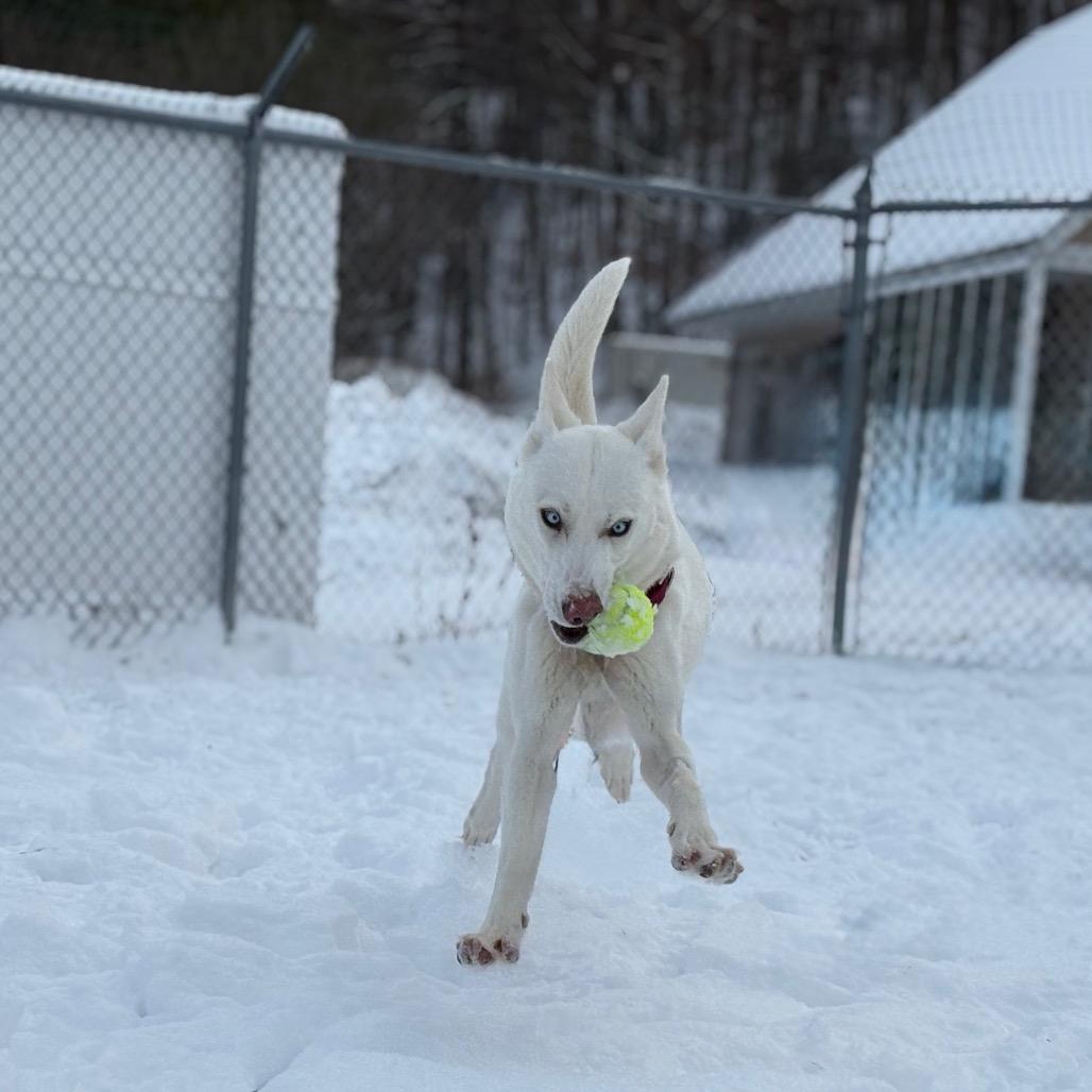 Enlarge Gladys, a Adoptable Mixed Breed in Enfield, NH image 6/6