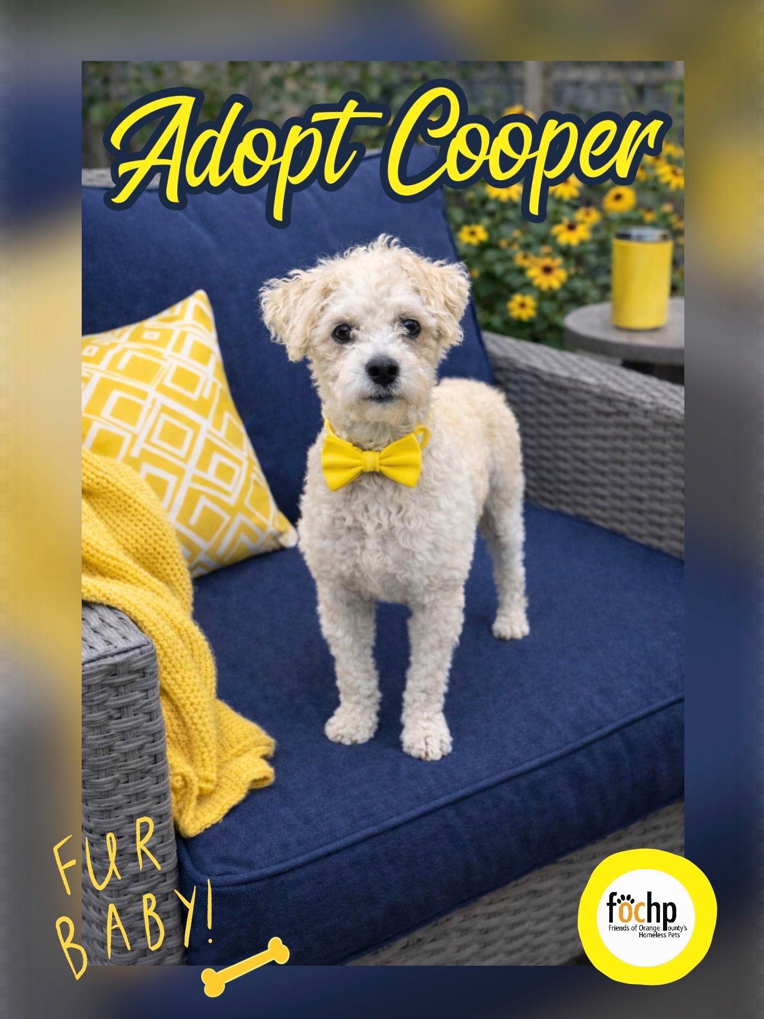 Enlarge Cooper, a Adoptable Poodle in Orange, CA image 1/1