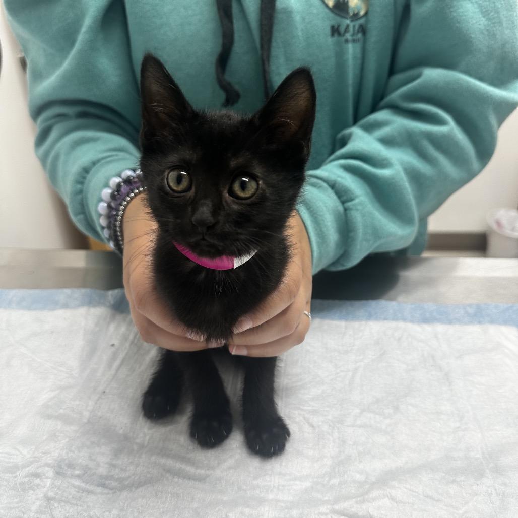 Onyx, Adoptable, Kitten Female Domestic Short Hair.