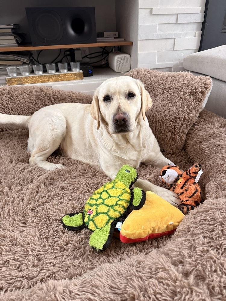 Enlarge Boqvist / Delilah, a Adoptable Labrador Retriever in Broomfield, CO image 3/6