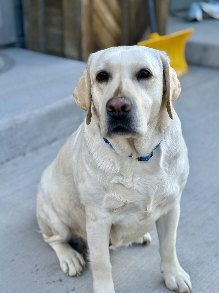 Enlarge Boqvist / Delilah, a Adoptable Labrador Retriever in Broomfield, CO image 4/6