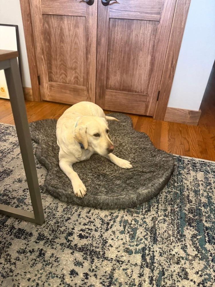 Enlarge Boqvist / Delilah, a Adoptable Labrador Retriever in Broomfield, CO image 6/6