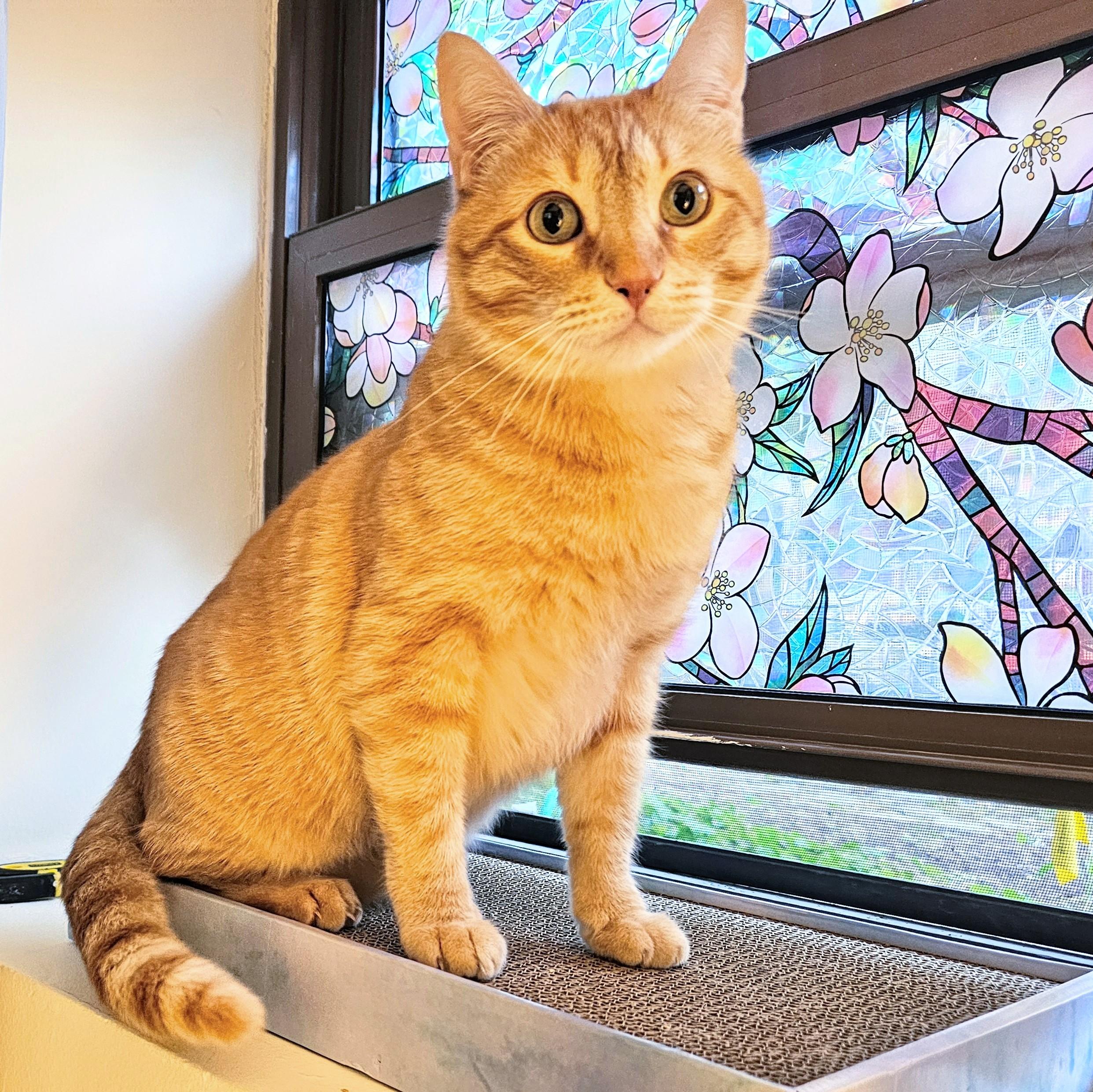 Cheeto, a ADOPTABLE Tabby in Chicago, IL image 1/6