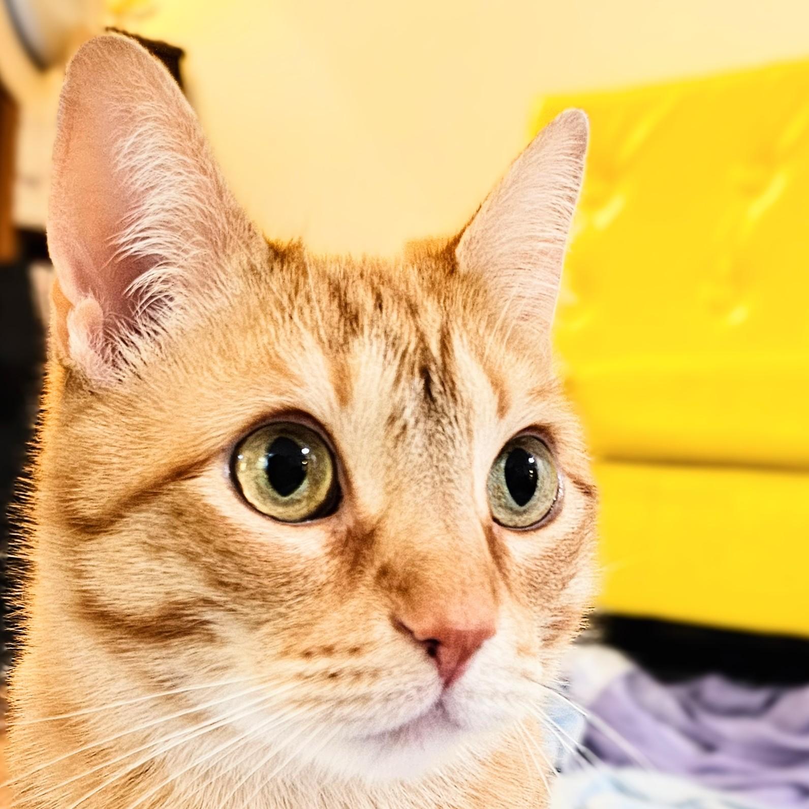 Cheeto, a ADOPTABLE Tabby in Chicago, IL image 2/6