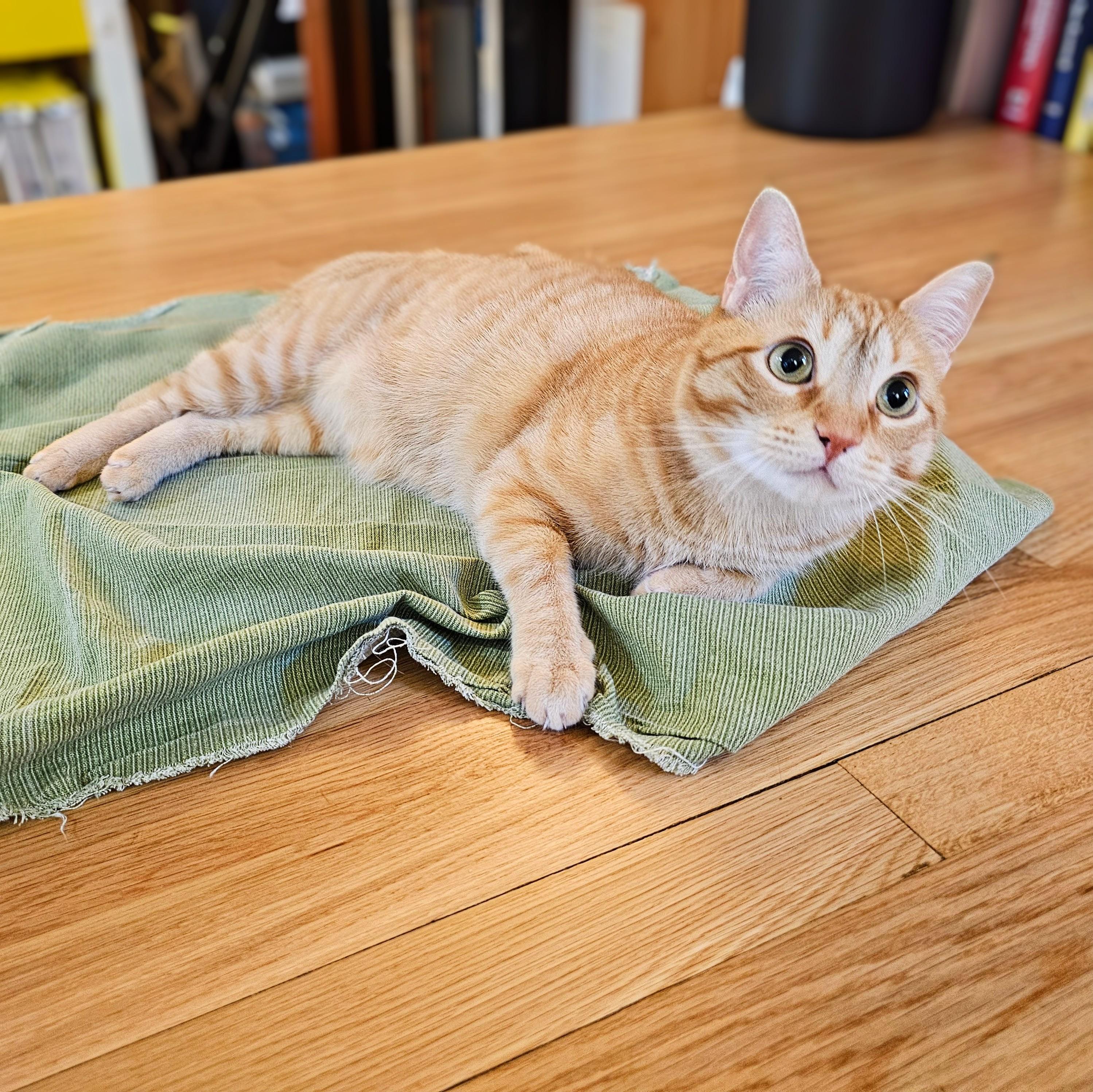 Cheeto, a ADOPTABLE Tabby in Chicago, IL image 5/6