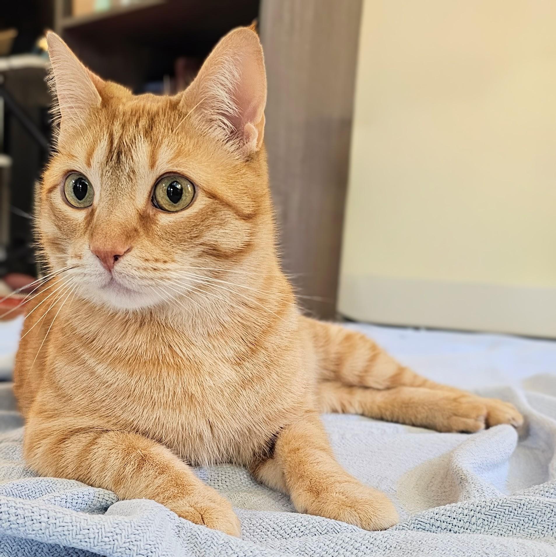 Cheeto, a ADOPTABLE Tabby in Chicago, IL image 4/6