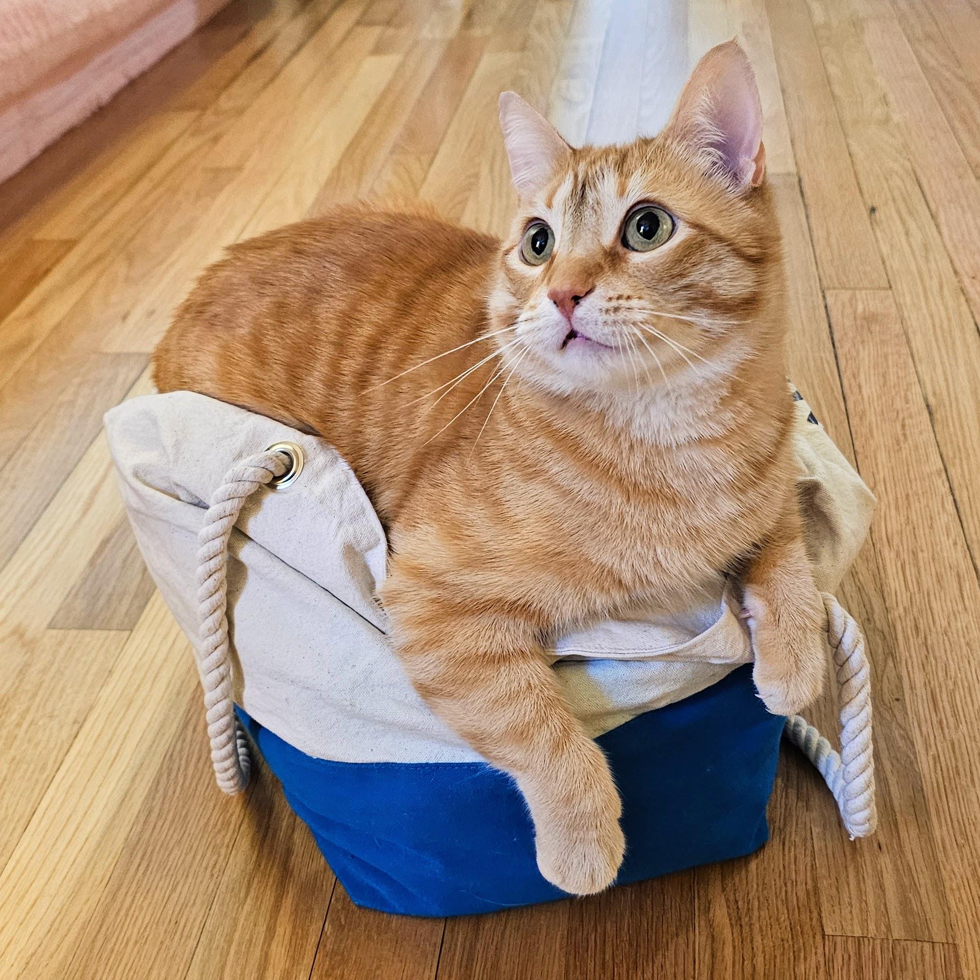 Cheeto, a ADOPTABLE Tabby in Chicago, IL image 3/6