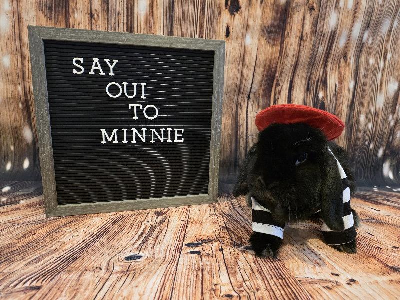 Minnie, Adoptable, Adult Female Mini Lop.