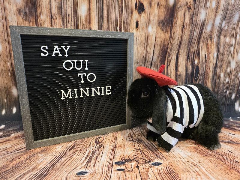 Enlarge Minnie, a Adoptable Mini Lop in Columbus, OH image 2/2