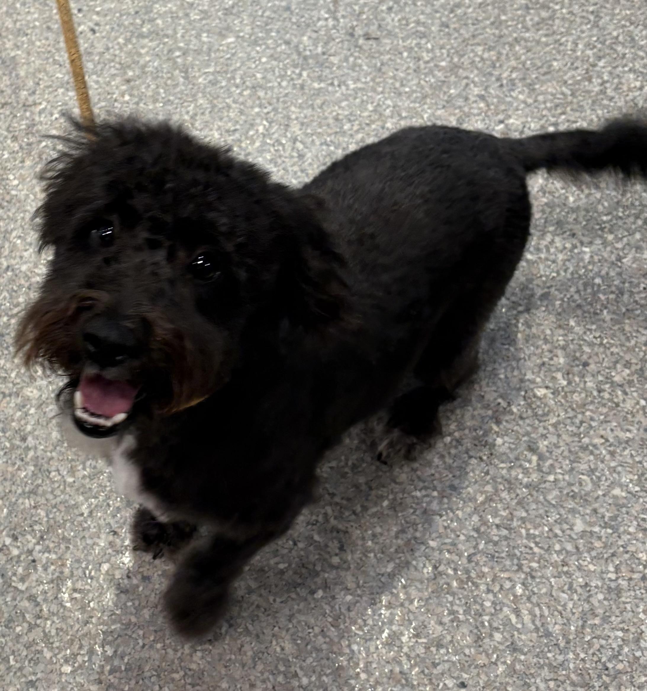 Enlarge Sydney, a Adopted mixed breed in Warwick, NY image 1/2