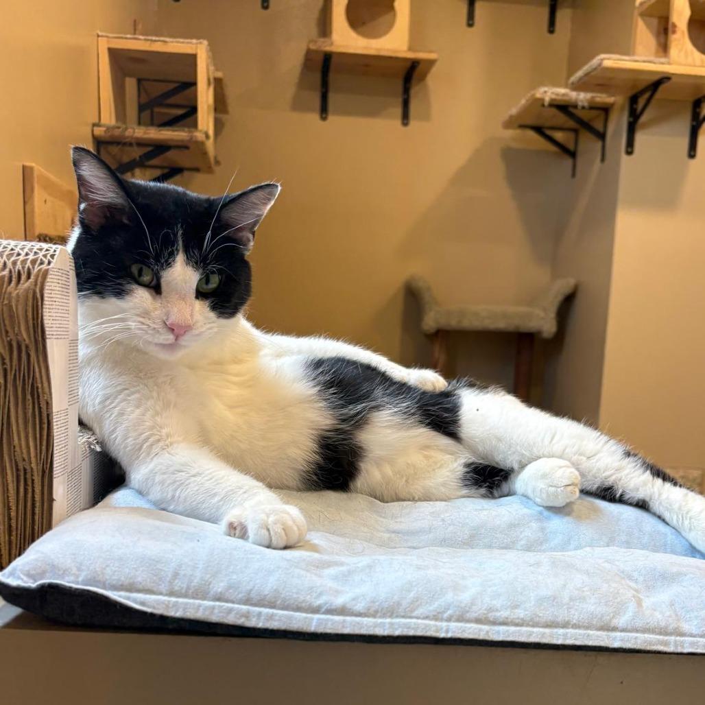 Cedric, Adoptable, Adult Male Domestic Short Hair.