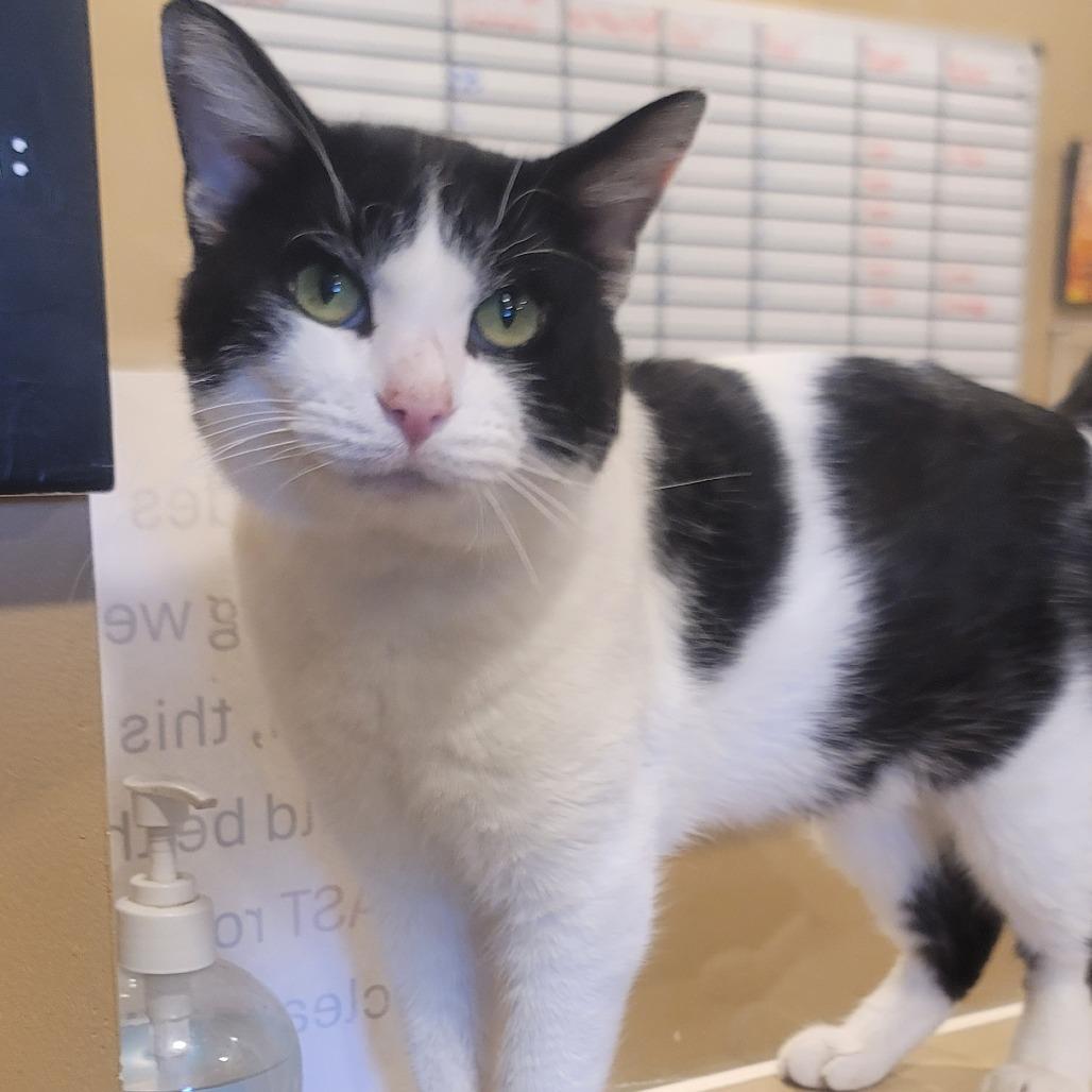 Enlarge Cedric, a Adoptable Domestic Short Hair in Tipton, IN image 2/5