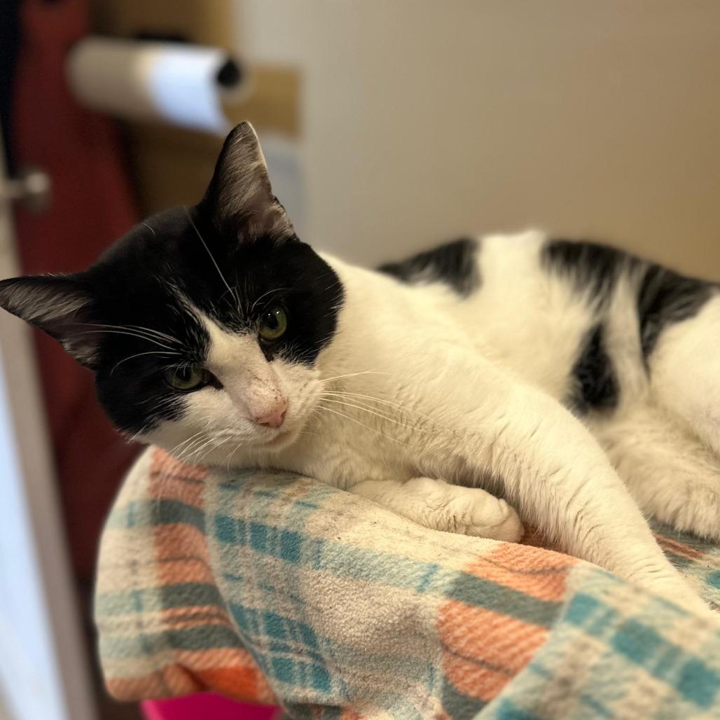 Enlarge Cedric, a Adoptable Domestic Short Hair in Tipton, IN image 3/5