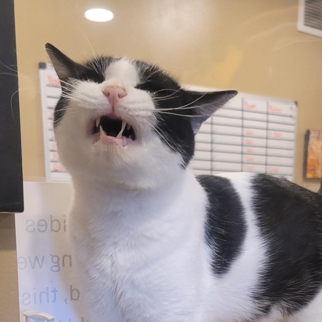 Enlarge Cedric, a Adoptable Domestic Short Hair in Tipton, IN image 4/5