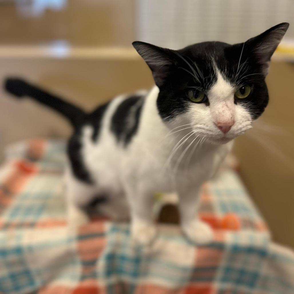 Enlarge Cedric, a Adoptable Domestic Short Hair in Tipton, IN image 5/5