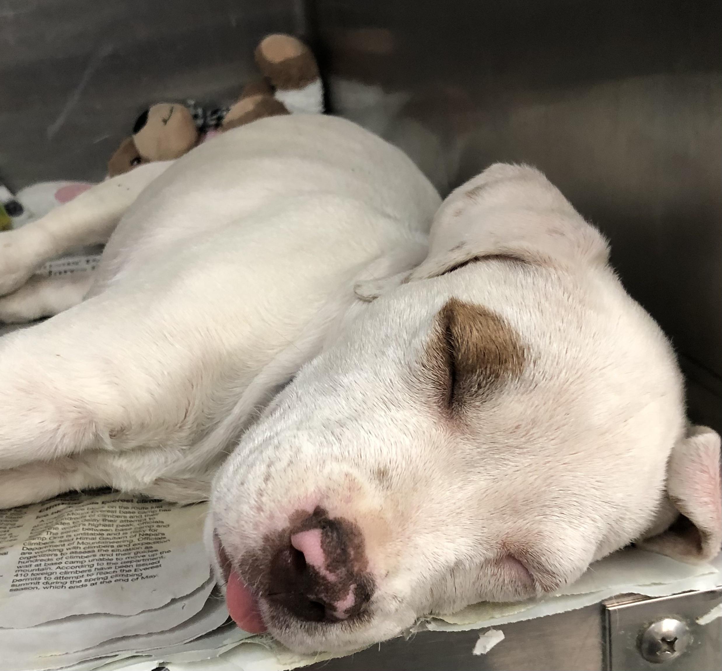Tank, Adoptable, Puppy Male Labrador Retriever & Bulldog.