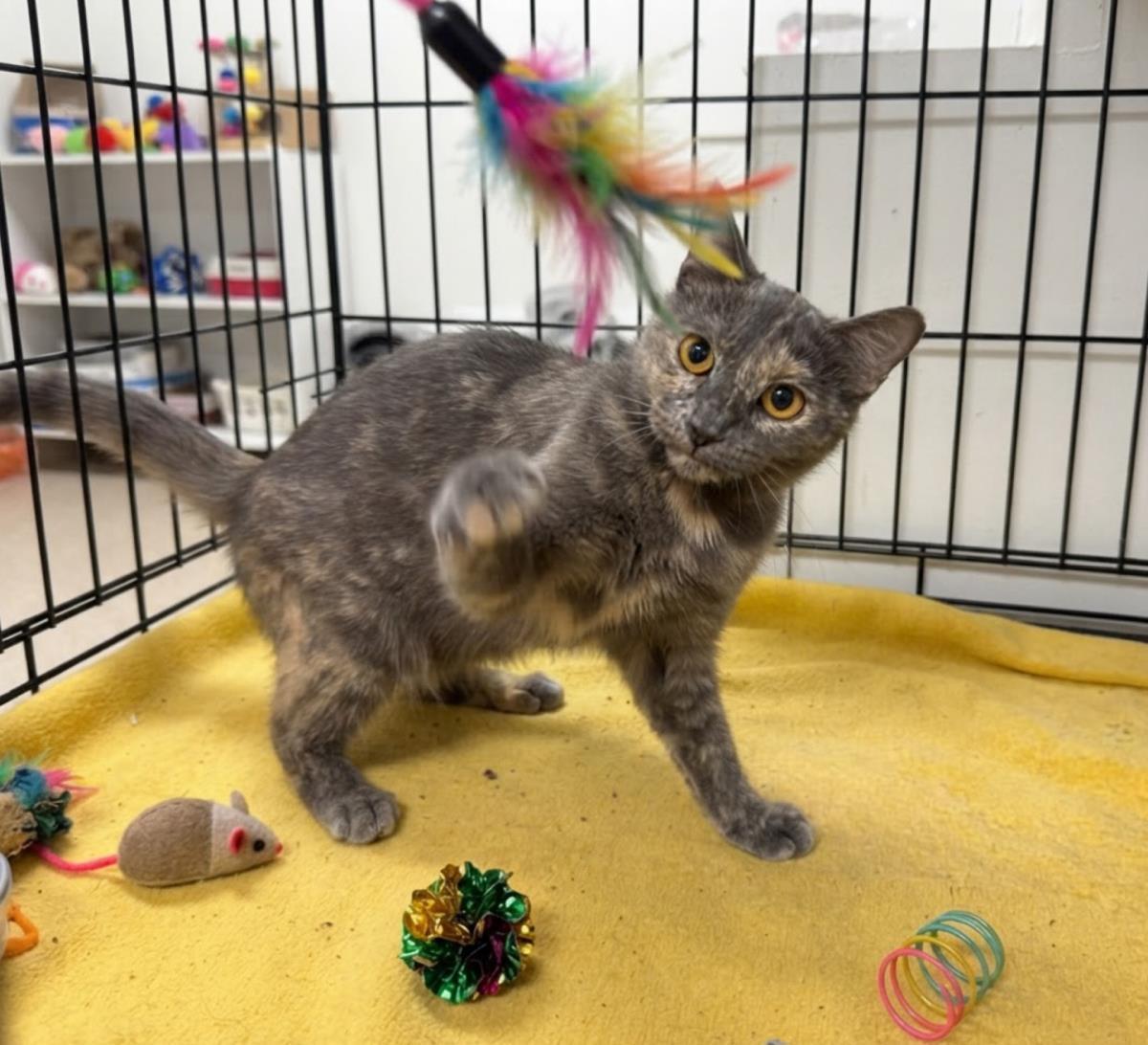 Enlarge Gigi Deville, a Adoptable Dilute Tortoiseshell in Chandler, AZ image 1/3