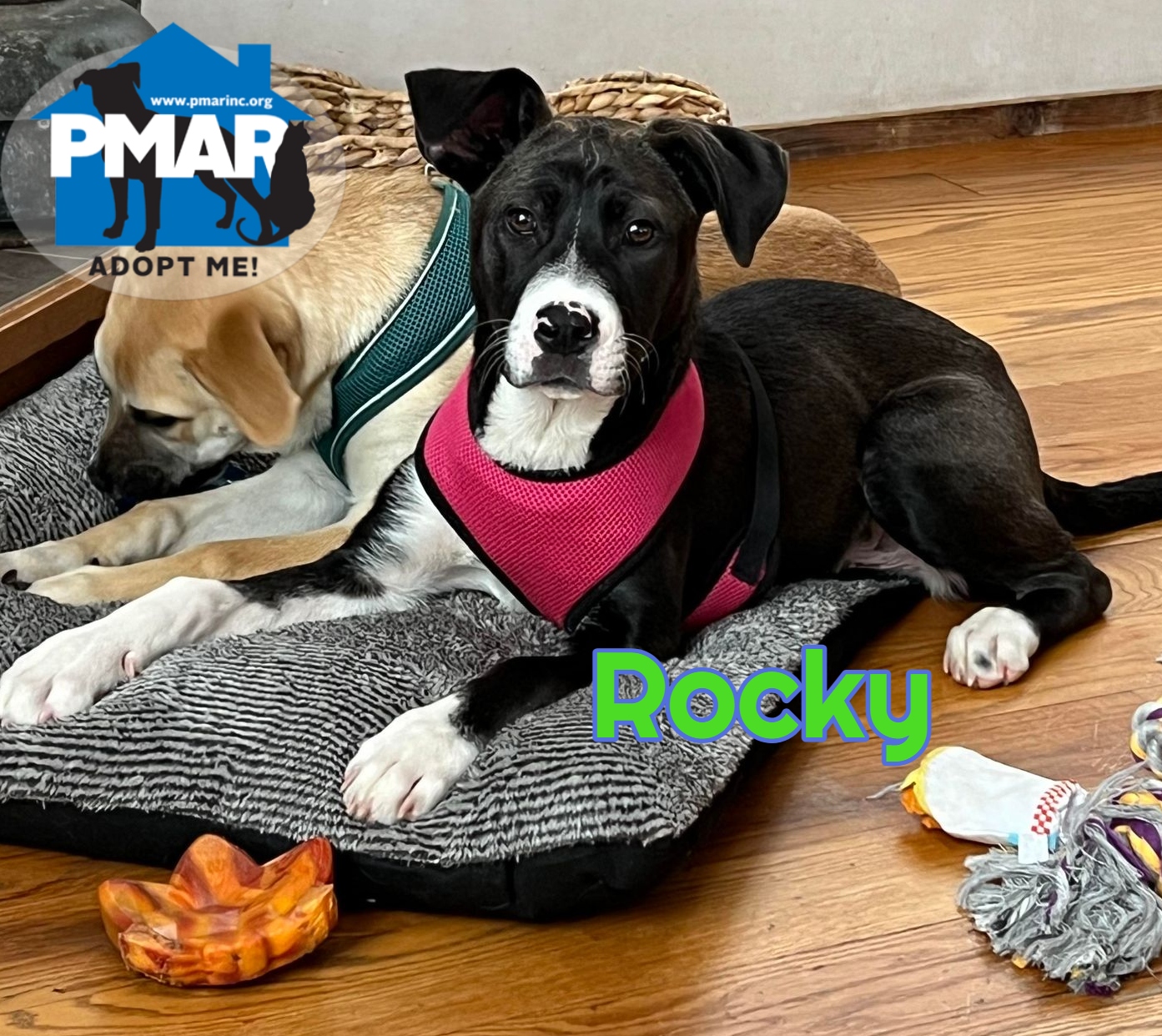 Rocky photo 2