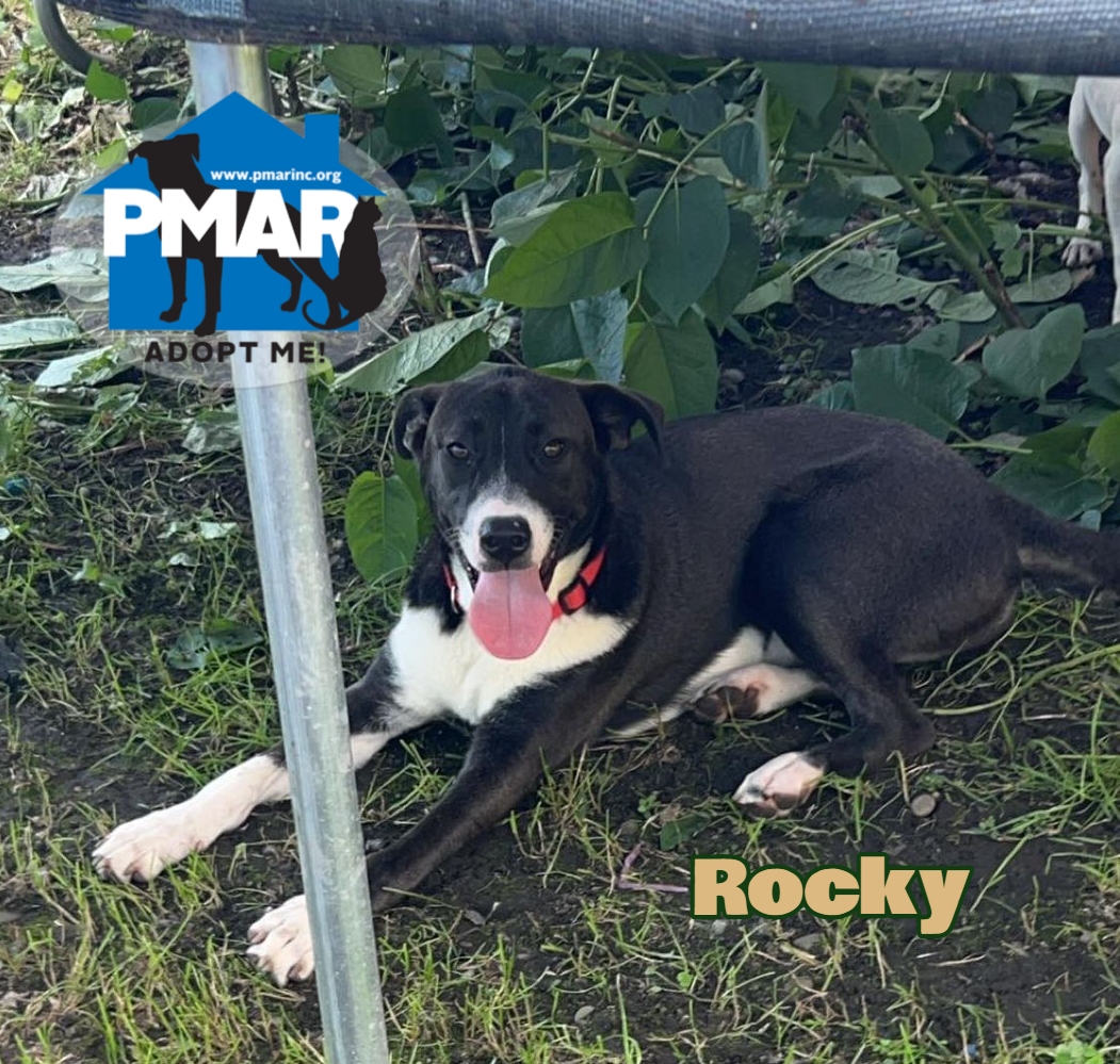 Rocky photo 1