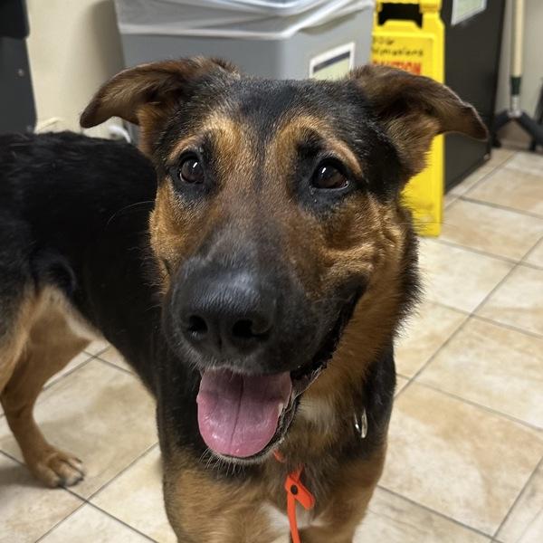 Cash (finder), Adoptable, Adult Male German Shepherd Dog.