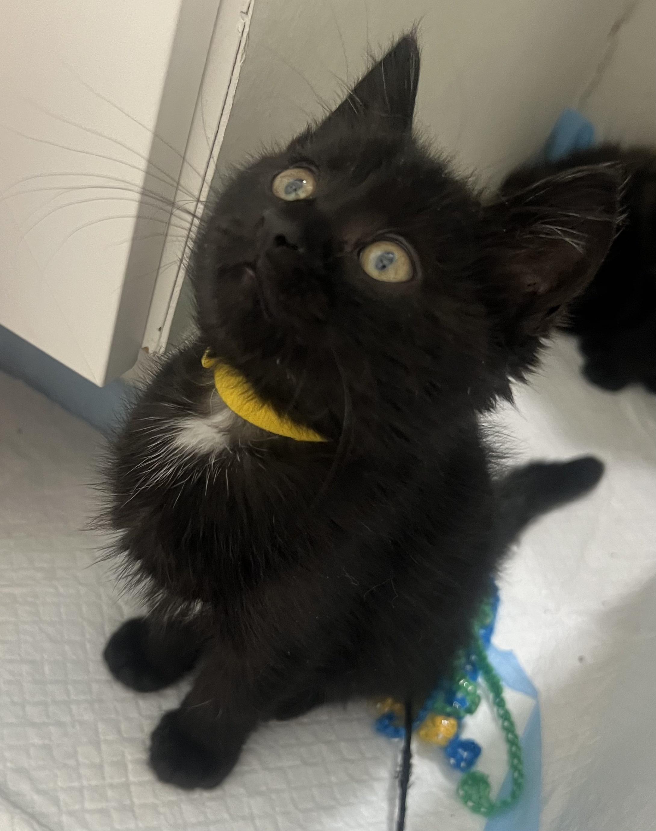 Enlarge Potato, a Adoptable Domestic Short Hair in Toledo, OH image 3/6