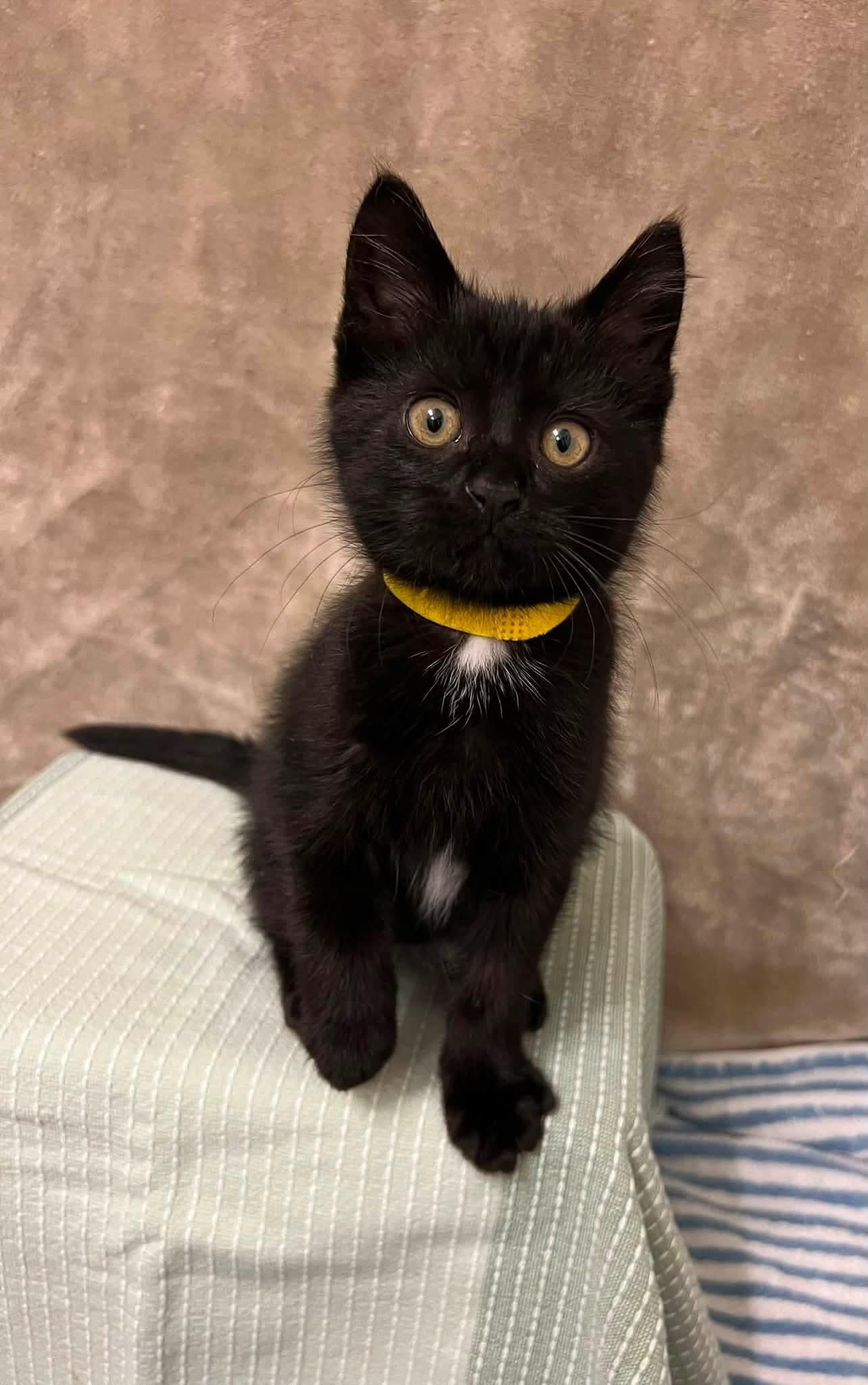 Enlarge Potato, a Adoptable Domestic Short Hair in Toledo, OH image 5/6