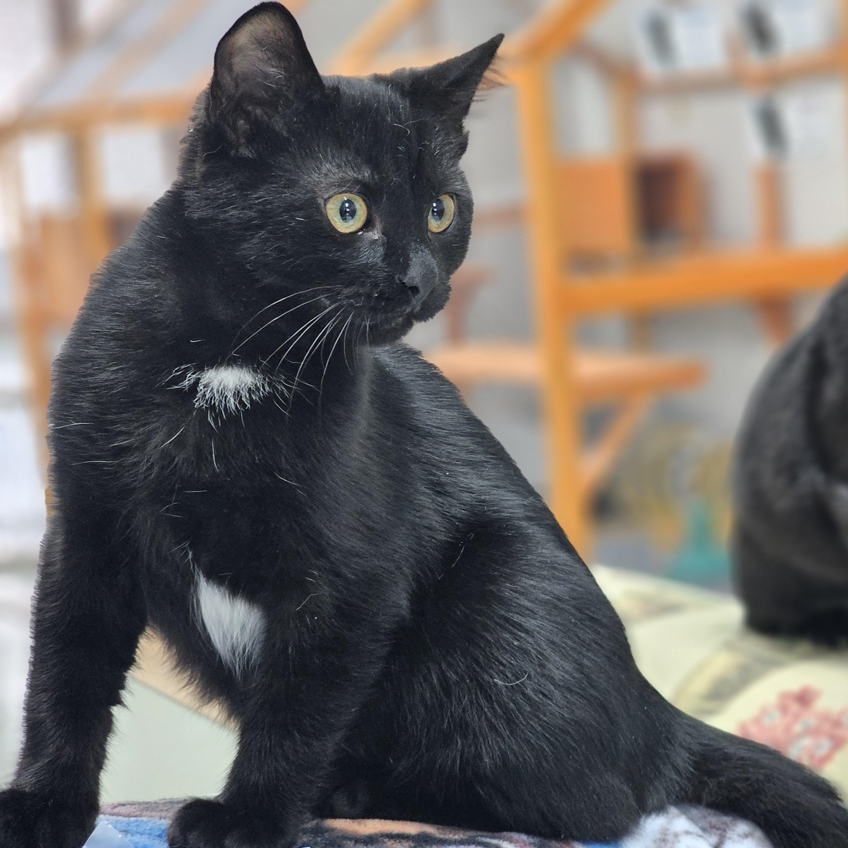 Enlarge Potato, a Adoptable Domestic Short Hair in Toledo, OH image 1/6