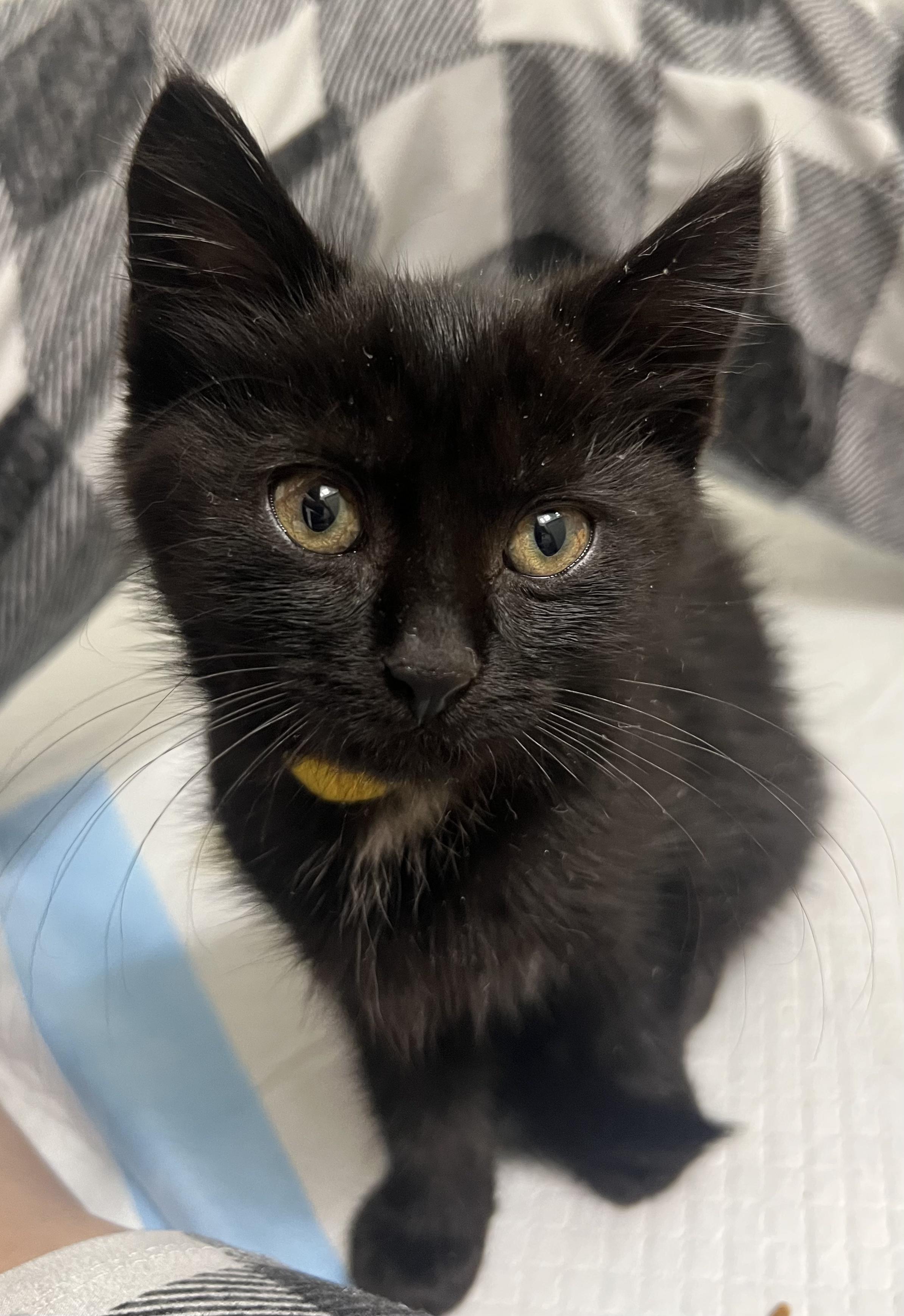 Enlarge Potato, a Adoptable Domestic Short Hair in Toledo, OH image 4/6