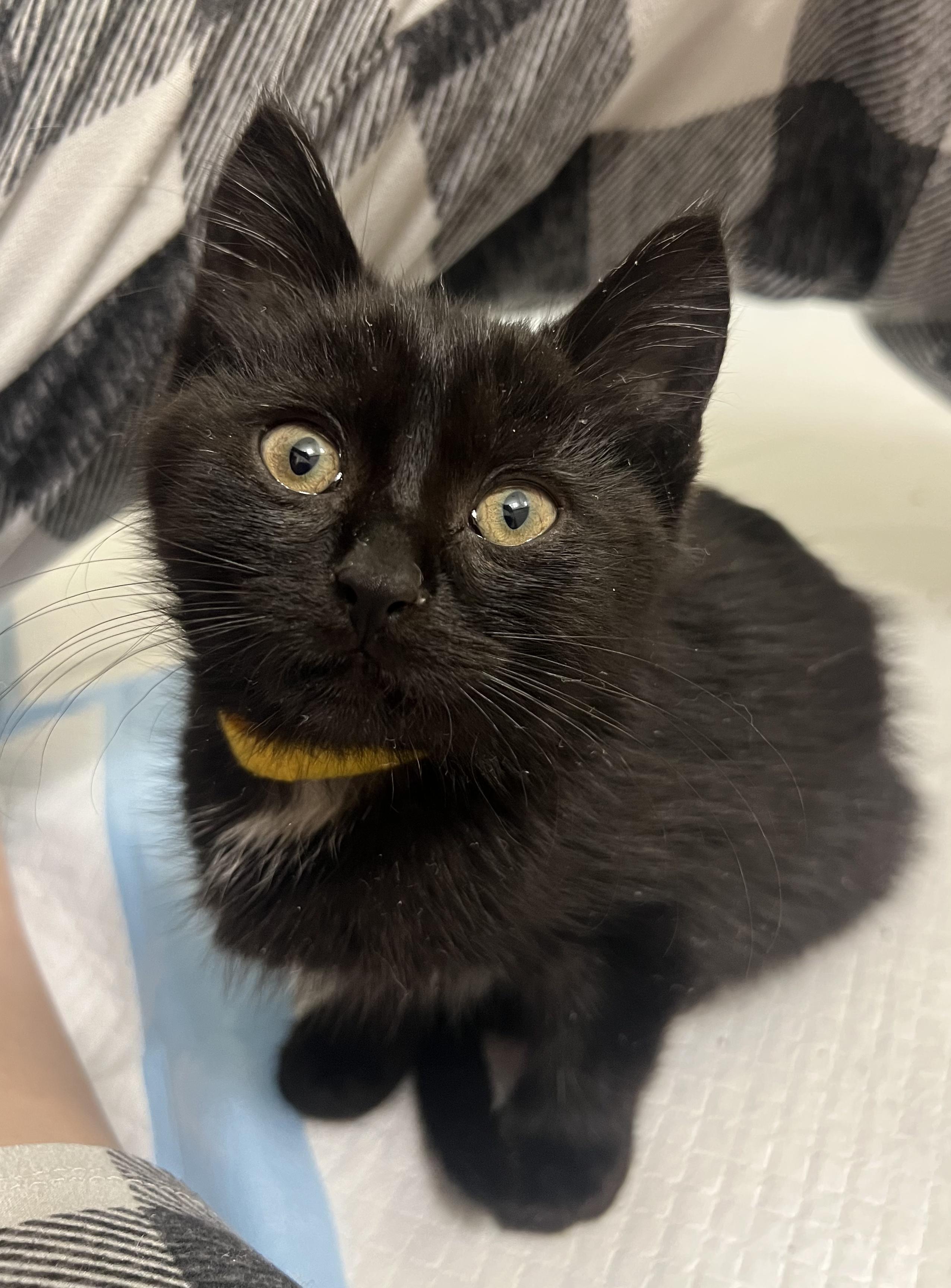 Enlarge Potato, a Adoptable Domestic Short Hair in Toledo, OH image 2/6